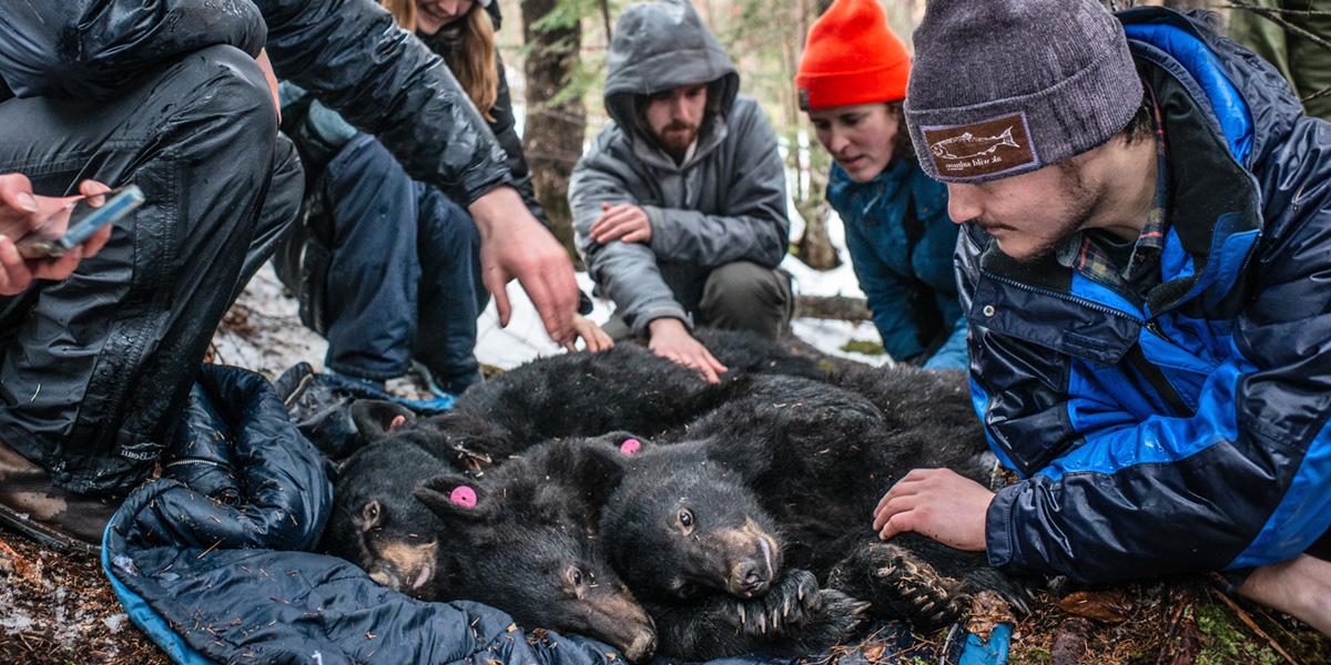 Bowdoin students assist Maine Wildlife rangers in tagging baby black bears.